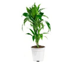 Dracaena fragans janet craig plant